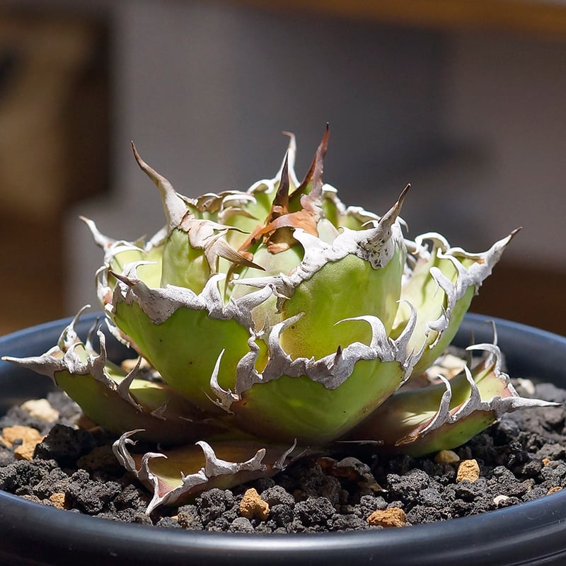 アガベ チタノタ シーザー 凱撒/cae-10 | アガベ専門店 モンスターハウス