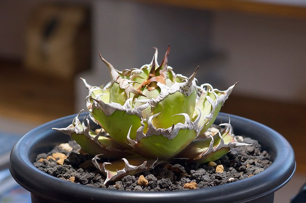 アガベ　シーザー/凱撒　陶器鉢付き アガベ チタノタ シーザー 凱撒/cae-10 | アガベ専門店