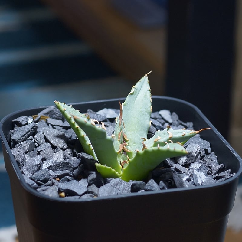 アガベ ハイブリッド 妖炎×姫厳竜/ Y×H-03 | アガベ専門店 モンスター