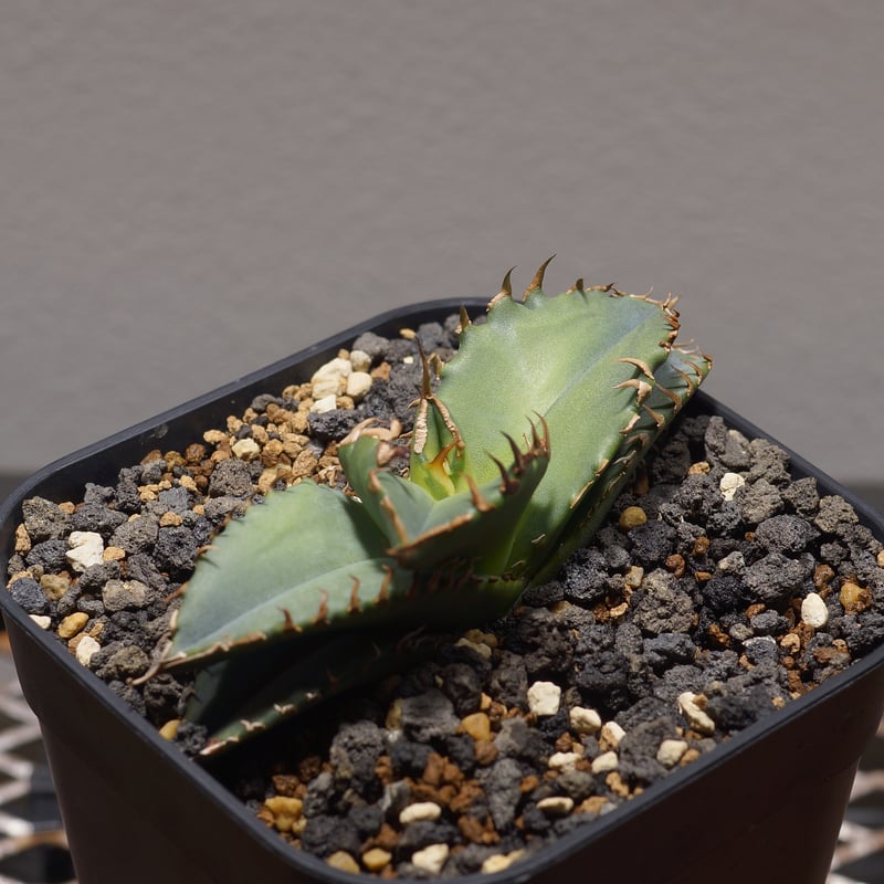 アガベ/OAXACA オアハカワイルド子株（ホオジロザメ、麻花龍、悪魔くん