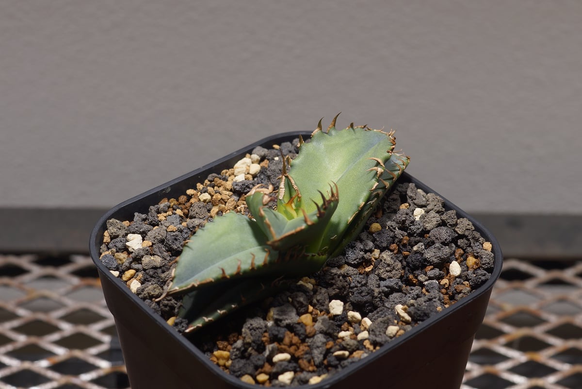 アガベ 夕映 アガベ チタノタ 夕映厳竜 / YB-12 | アガベ専門店 モンスターハウス