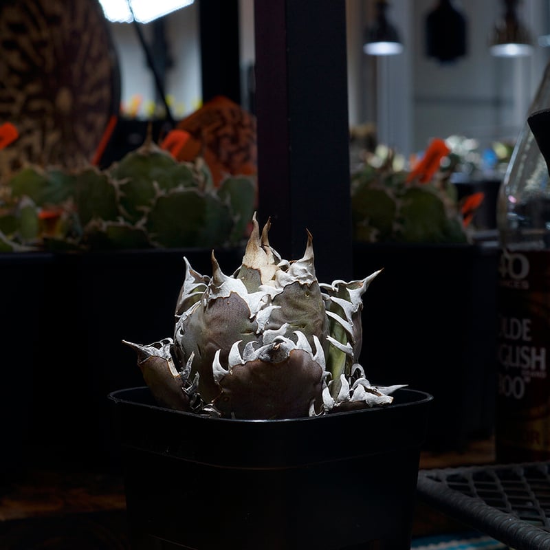 アガベ チタノタ レッドキャットウィーズル / 赤猫 RC-15 | アガベ専門