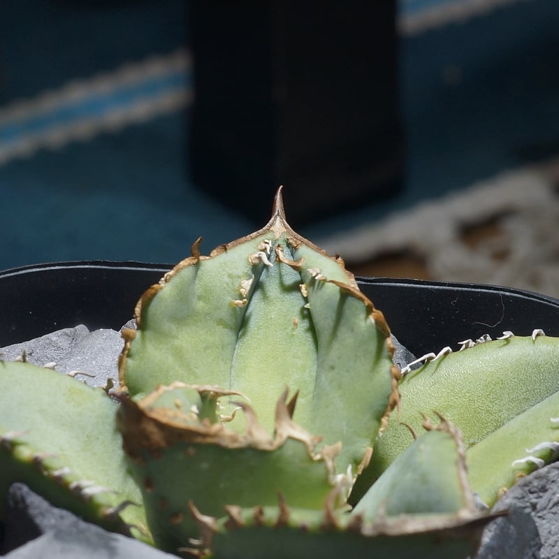 アガベ チタノタ 鰐亀 / WG-01 | アガベ専門店 モンスターハウス