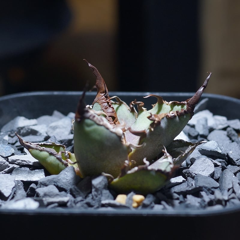 アガベ チタノタ シーザー 凱撒/ 毒刺産 cae-12 | アガベ専門店