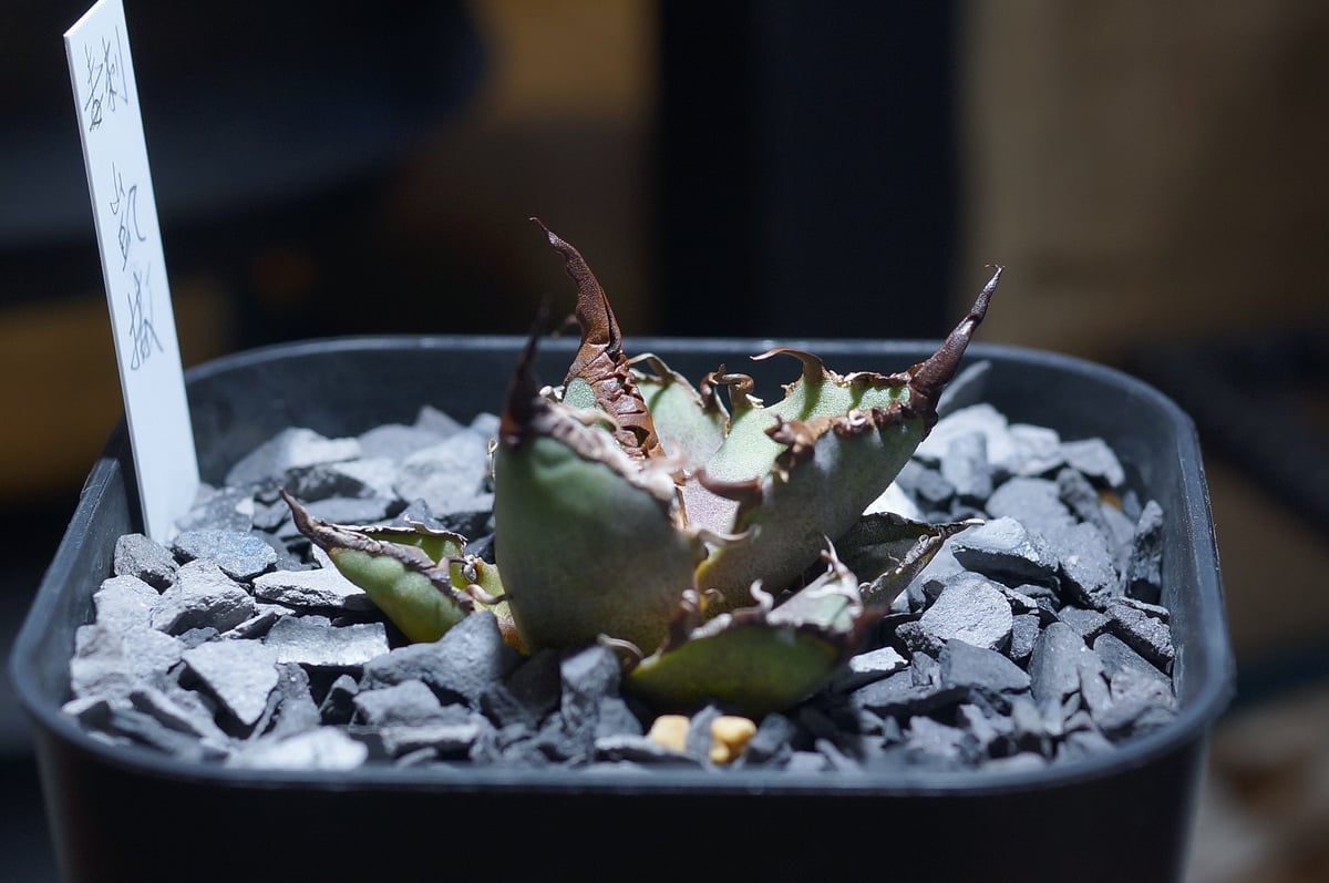 アガベ チタノタ シーザー 凱撒/ 毒刺産 cae-12 | アガベ専門店