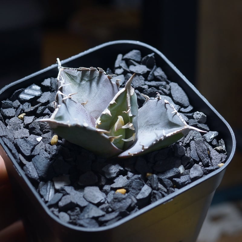 アガベ チタノタ 汪達/ Dragon Agave産 wd-02 | アガベ専門店 モンスタ