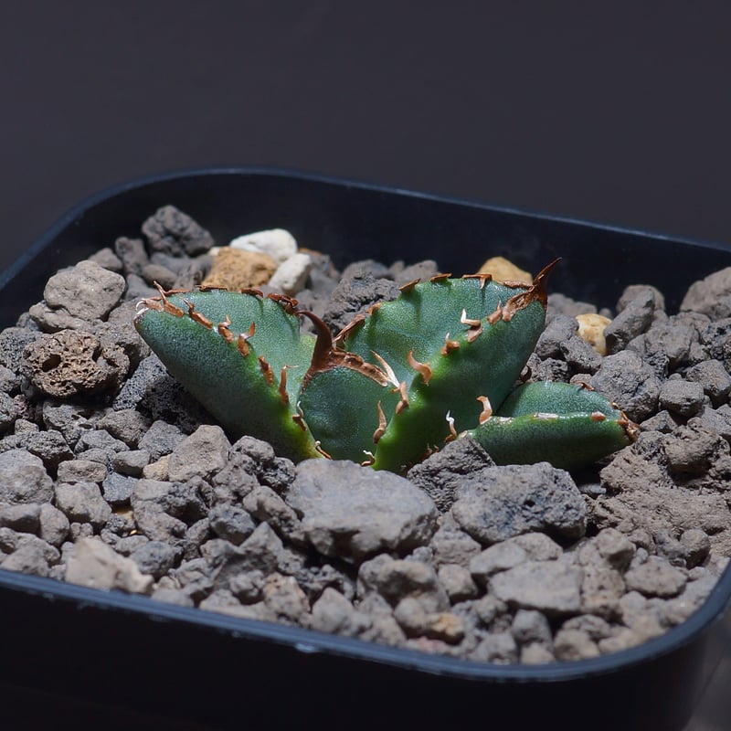 ホワイトファイヤー　白火焔　台湾産　コレクション株 ホワイトファイヤー 白火焔 台湾産 コレクション株 アガベホワイト