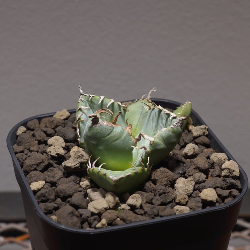 アガベ チタノタ 魔丸 / MG-01 | アガベ専門店 モンスターハウス