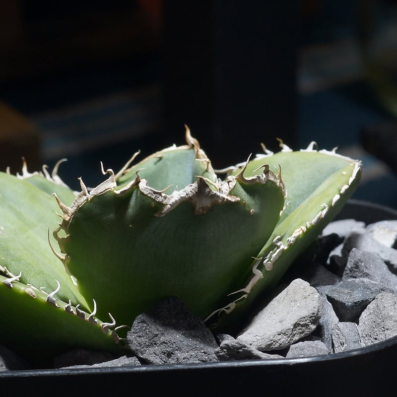アガベ チタノタ 蚩尤 / SY-02 | アガベ専門店 モンスターハウス