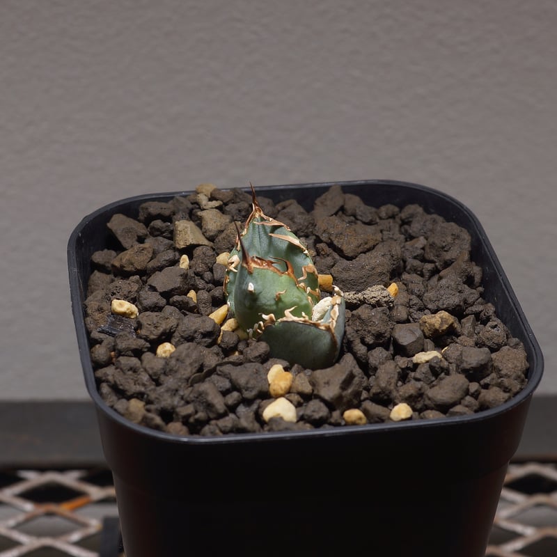 アガベ　チタノタ 20260427 アガベ・チタノタ LQH_木（芽）007｜agave titanota jupiter