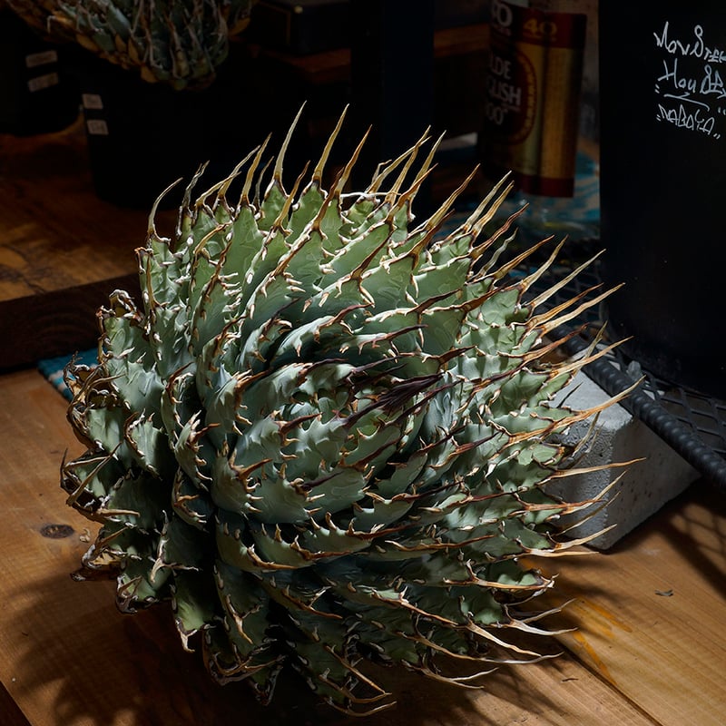 アガベ ユタエンシス エボリスピナ / ES-18 | アガベ専門店 モンスター