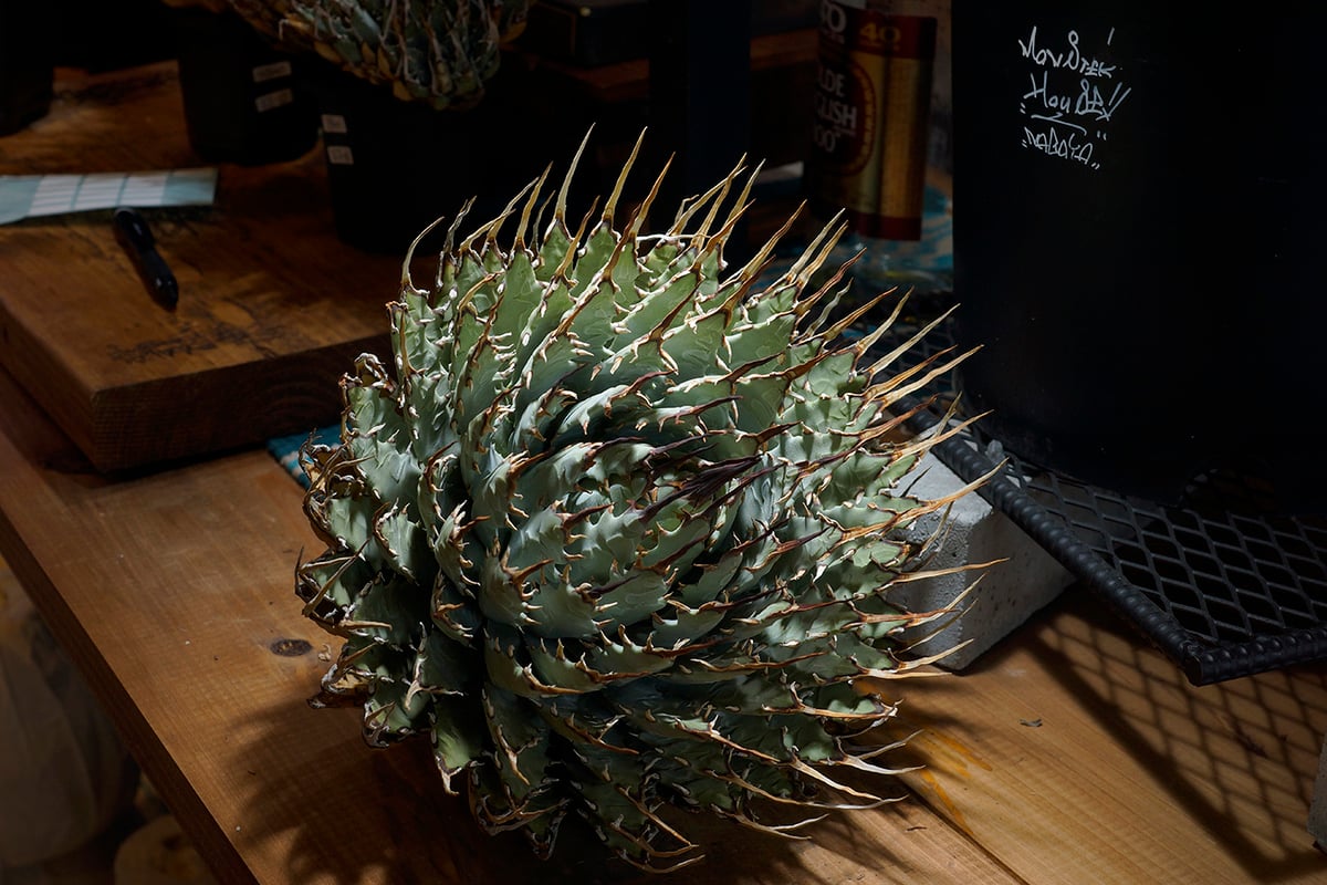 アガベ ユタエンシス エボリスピナ / ES-18 | アガベ専門店 モンスター