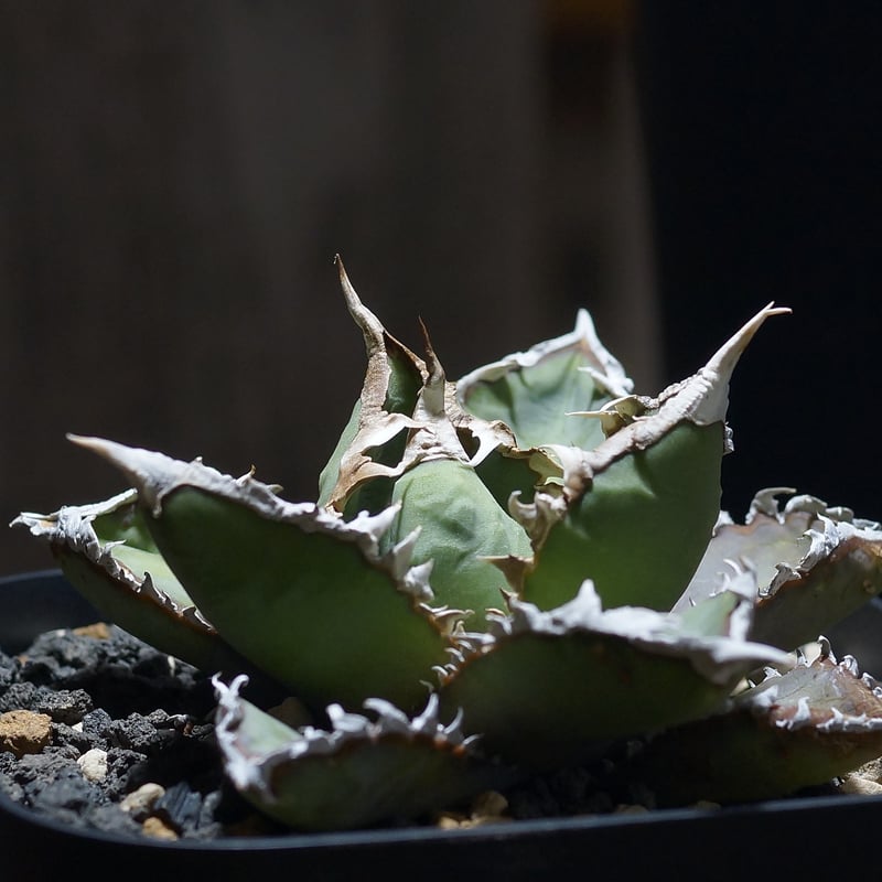 アガベ チタノタ 狼人 RN-04 | アガベ専門店 モンスターハウス