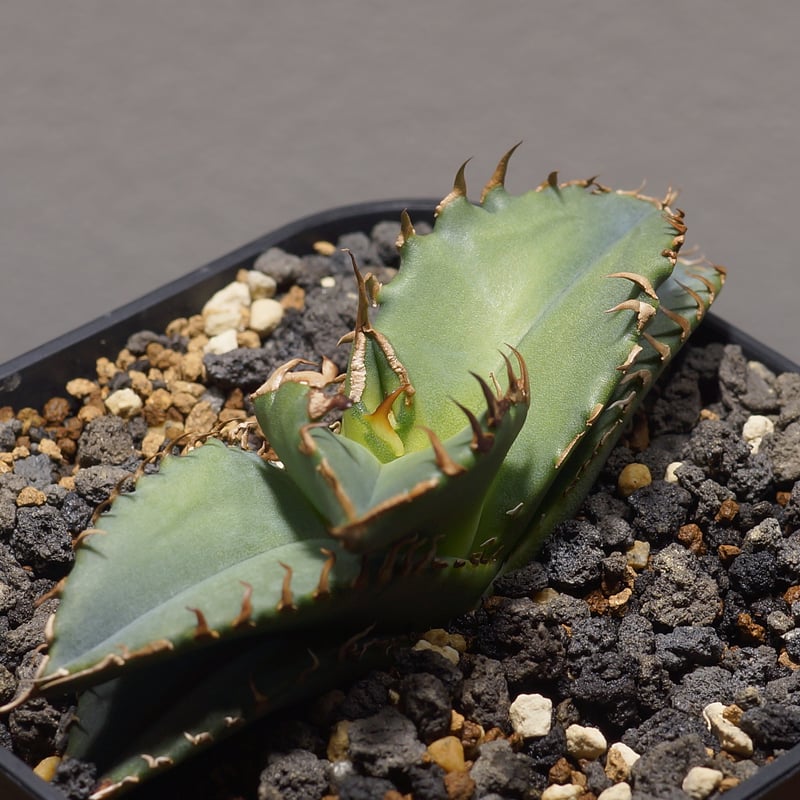 アガベ チタノタ 夕映厳竜 / YB-12 | アガベ専門店 モンスターハウス