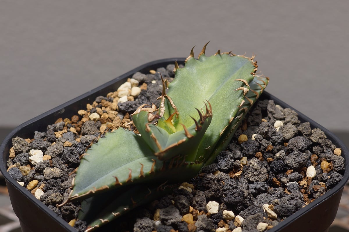 アガベ チタノタ 夕映厳竜 / YB-12 | アガベ専門店 モンスターハウス