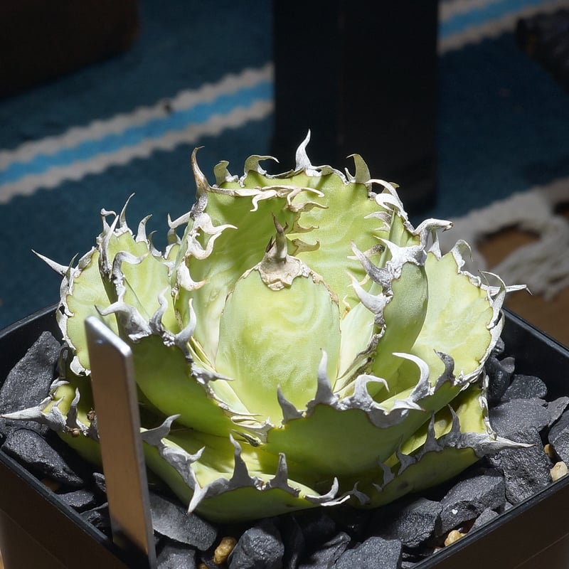 アガベ チタノタ オテロイ フィリグリー アガベ チタノタ フィリグリー /fg-06 | アガベ専門店 モンスターハウス