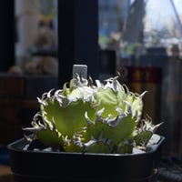 アガベ チタノタ X犀牛/ Dragon Agave産 xr-01 | アガベ専門店 モンス