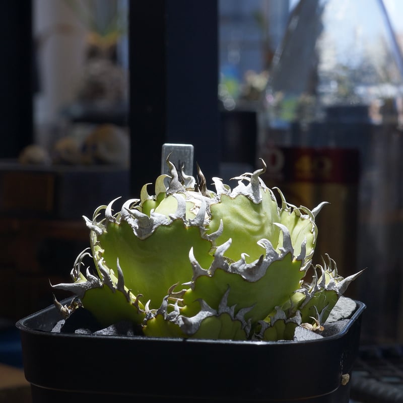 アガベ　チタノタ　フィリグリー アガベ チタノタ フィリグリー /fg-05 | アガベ専門店 モンスターハウス