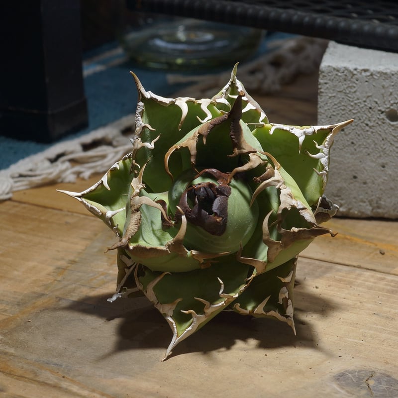 アガベ チタノタ 魔丸 / MG-20 | アガベ専門店 モンスターハウス