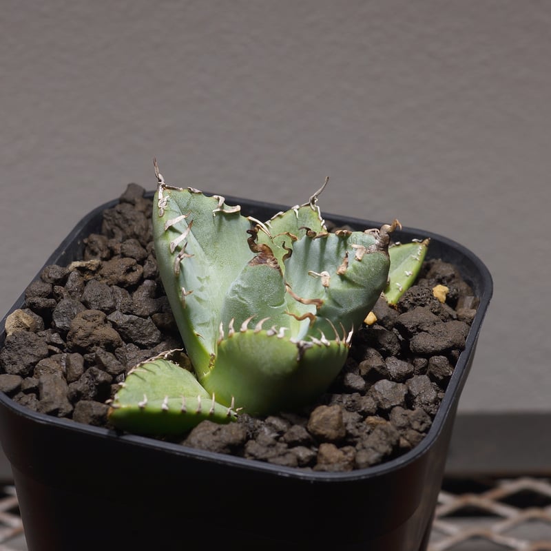 アガベ チタノタ 魔丸 コンパクト 楽天市場】【花苗】アガベ チタノタ 魔丸 10.5cmポット 1苗 : Ivy