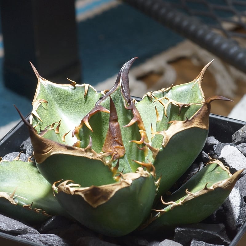 アガベ チタノタ 緑犀牛/ Dragon Agave産 GR-04 | アガベ専門店 モンス