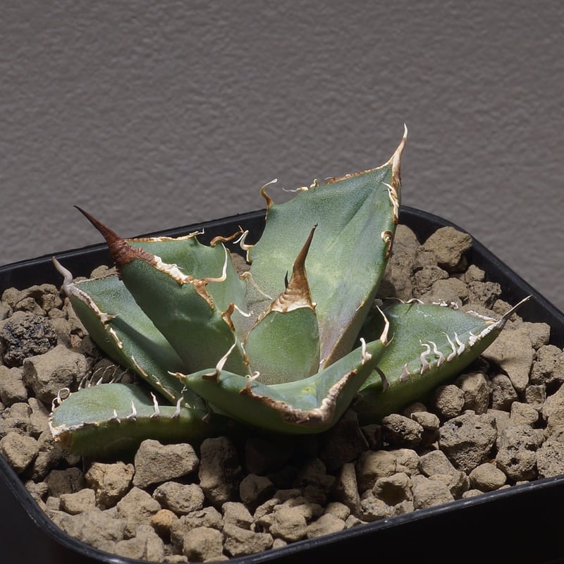 アガベ チタノタ 黒豹/子株 BP-05 | アガベ専門店 モンスターハウス