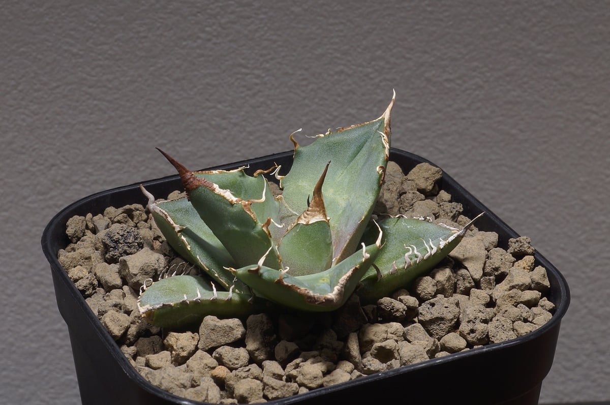 Üni | Agave Titanota Legend. 定期便でーす💪 レジェンドもどき