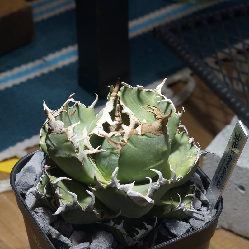 アガベ チタノタ 魔丸 / MG-11 | アガベ専門店 モンスターハウス