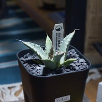 アガベ チタノタ スナグルトゥース 暴牙 /ST-02 | アガベ専門店