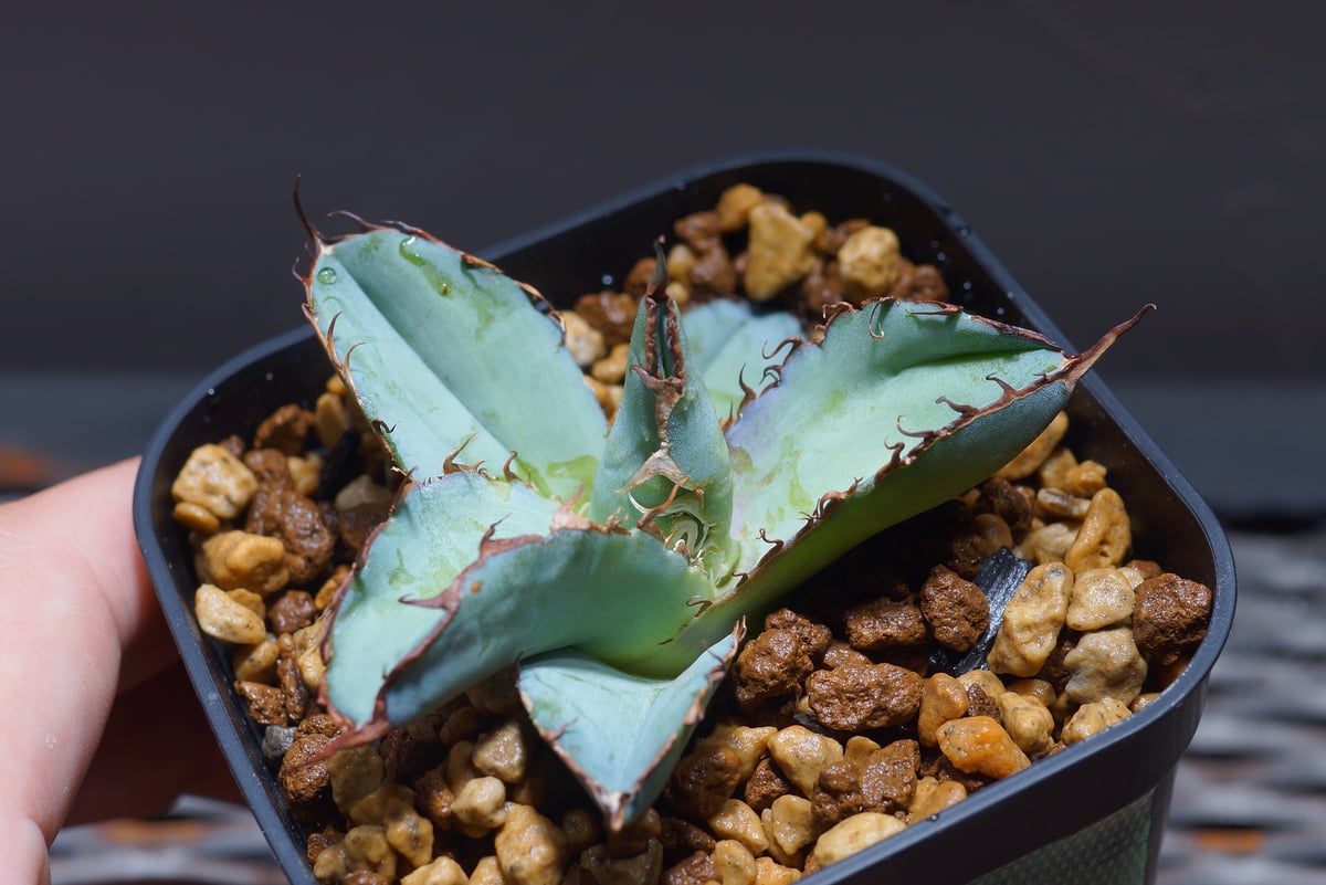 アガベ チタノタ ブラックアンドブルー/bb-19 | アガベ専門店