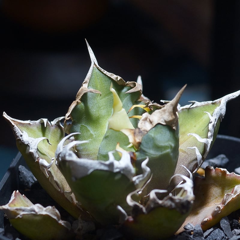 アガベ チタノタ レッドキャットウィーズル / Berlin産 赤猫 RC-12