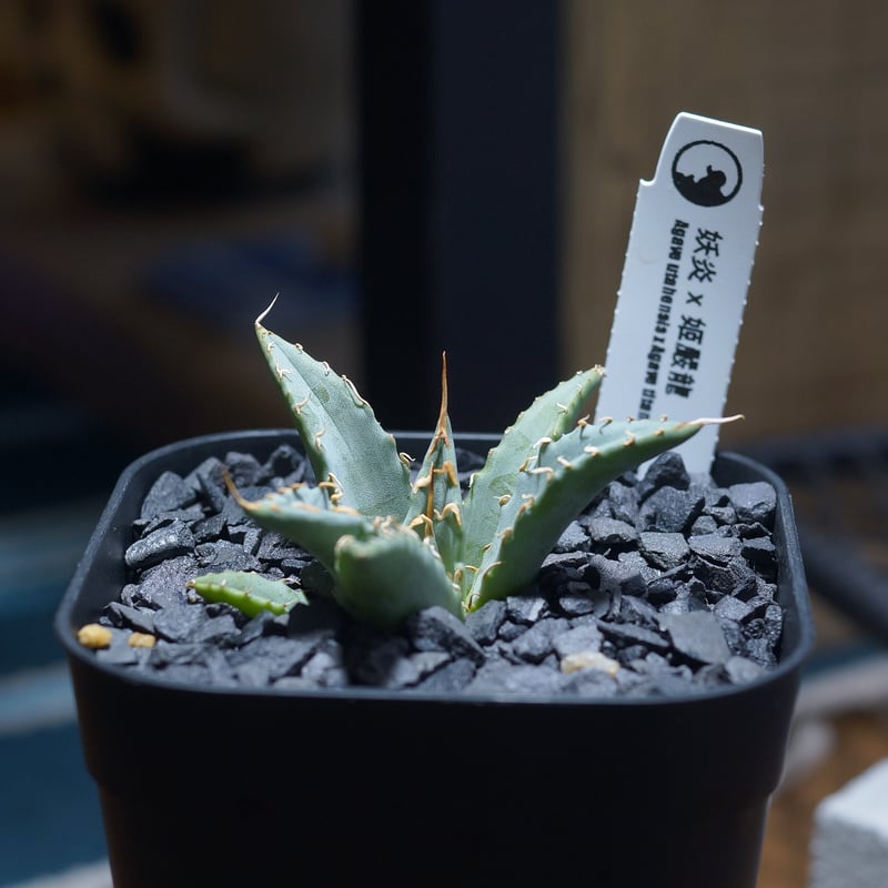 アガベ　妖炎✕BB　ハイブリッド　子株　　エボリスピナ　陽炎 アガベ 妖炎✕BB ハイブリッド 子株 発根済み エボリスピナ