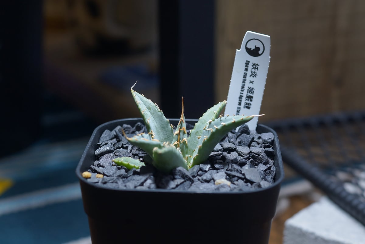 アガベ ハイブリッド 妖炎 x シーザー 強棘 コレクション株　サイズ良好 アガベ ハイブリッド 妖炎×姫厳竜/ Y×H-12 | アガベ専門店