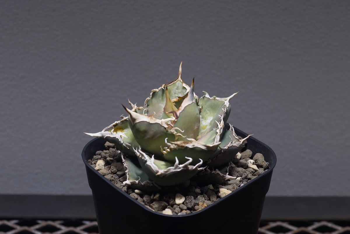 アガベ オテロイ FO-76/子株 F-28 | アガベ専門店 モンスターハウス