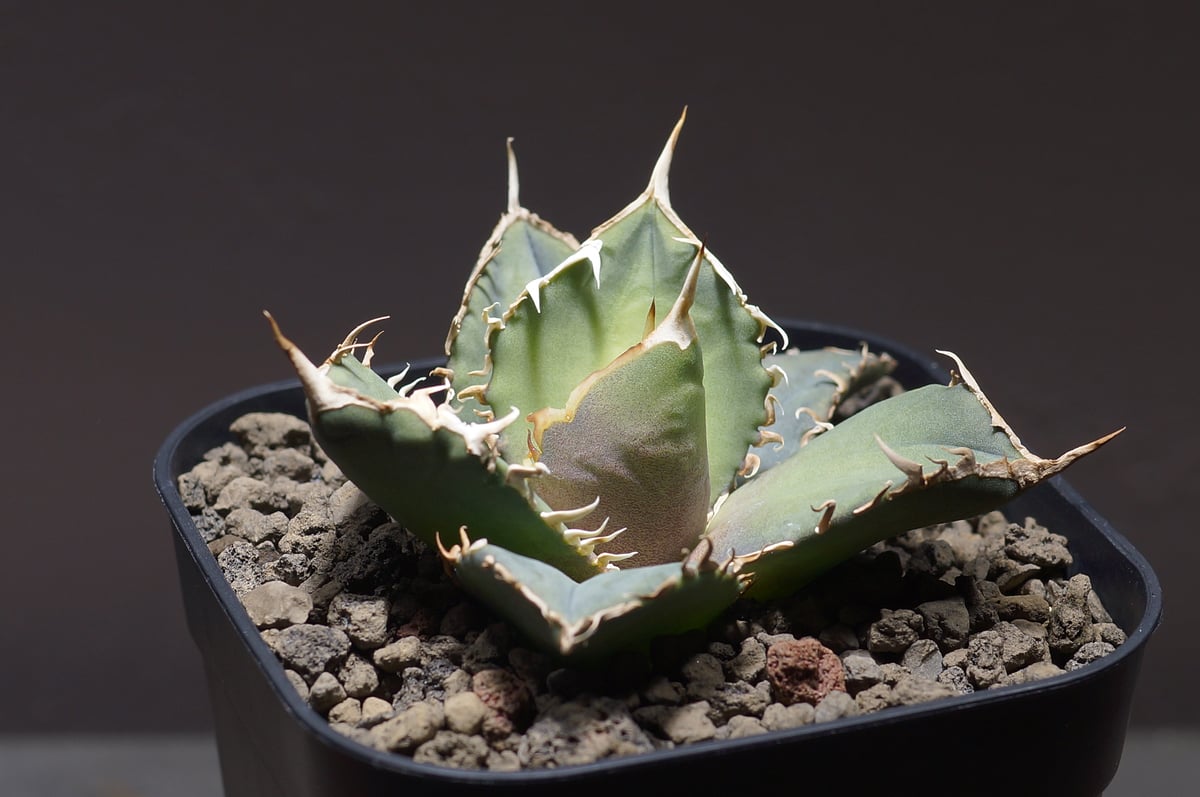 アガベ　オテロイ　プエブロ アガベ・オテロイ ワイルド コンパクト | Botanical Archive | 砂漠の美