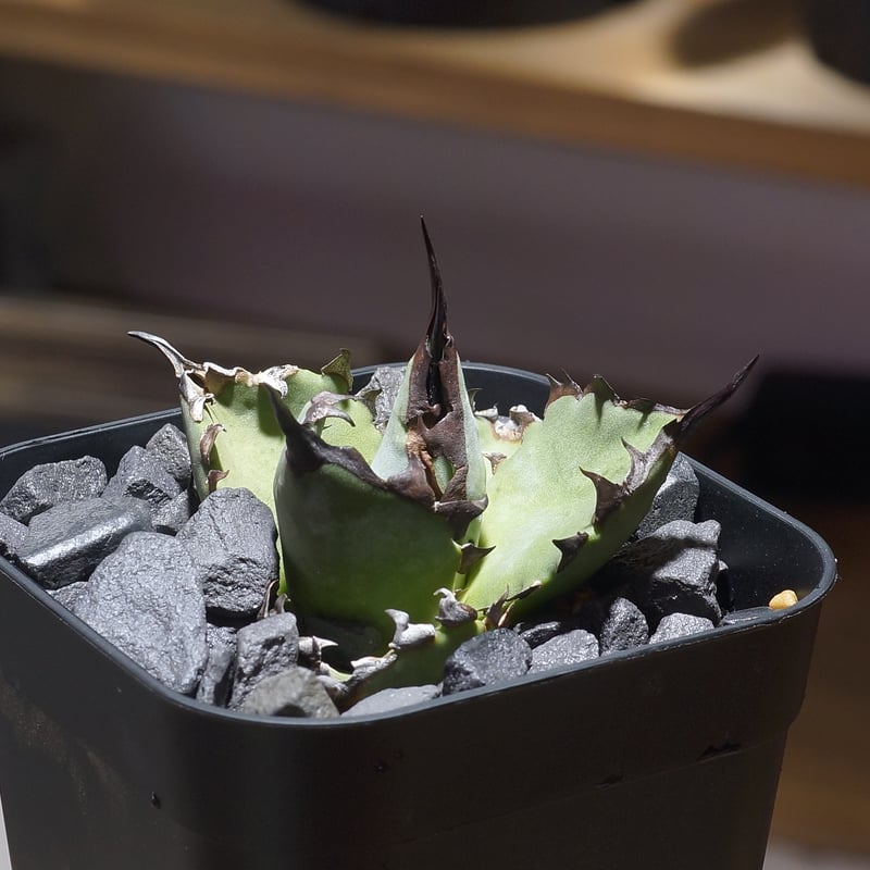 アガベ チタノタ ブルー実生/ Dragon Agave産 bs-04 | アガベ専門店 モ