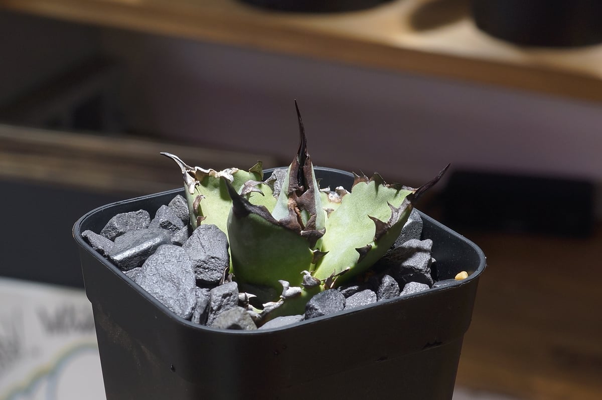 アガベ チタノタ ブルー実生/ Dragon Agave産 bs-04 | アガベ専門店 モ