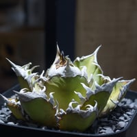 アガベ　オテロイ　オアハカ　親株 fit=scale-down,w=1200