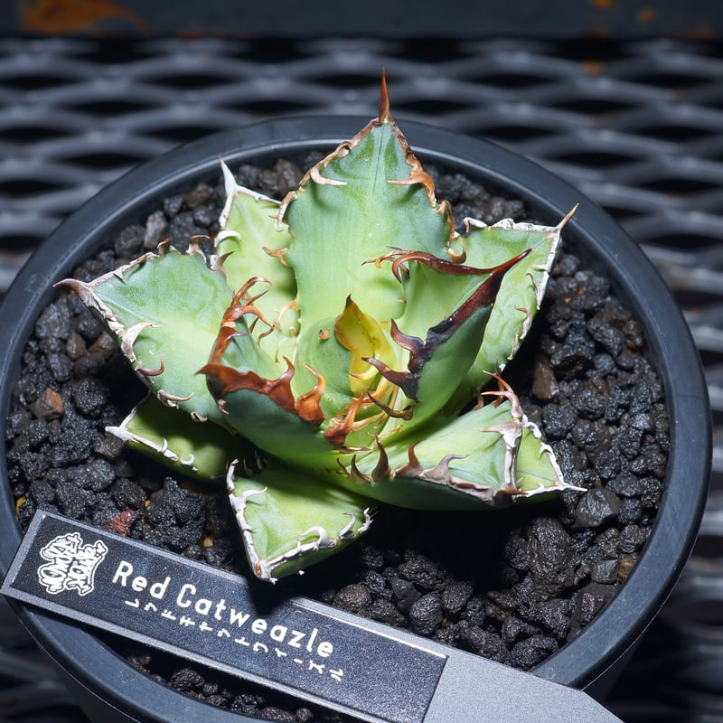 強棘選抜】アガベチタノタ Red Catweazle レッドキャット 強棘選抜】アガベチタノタ Red Catweazle レッドキャット