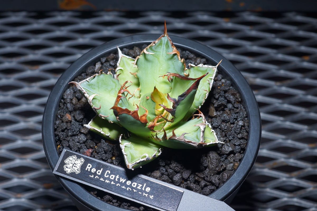 強棘選抜】アガベチタノタ Red Catweazle レッドキャット 強棘選抜】アガベチタノタ Red Catweazle レッドキャット