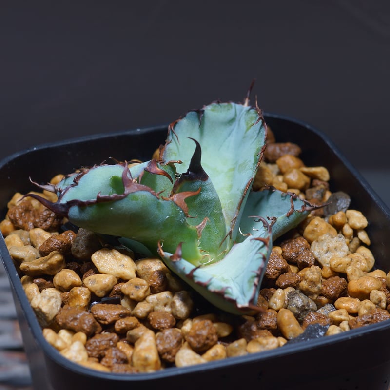 アガベ チタノタ ブラックアンドブルー/bb-20 | アガベ専門店