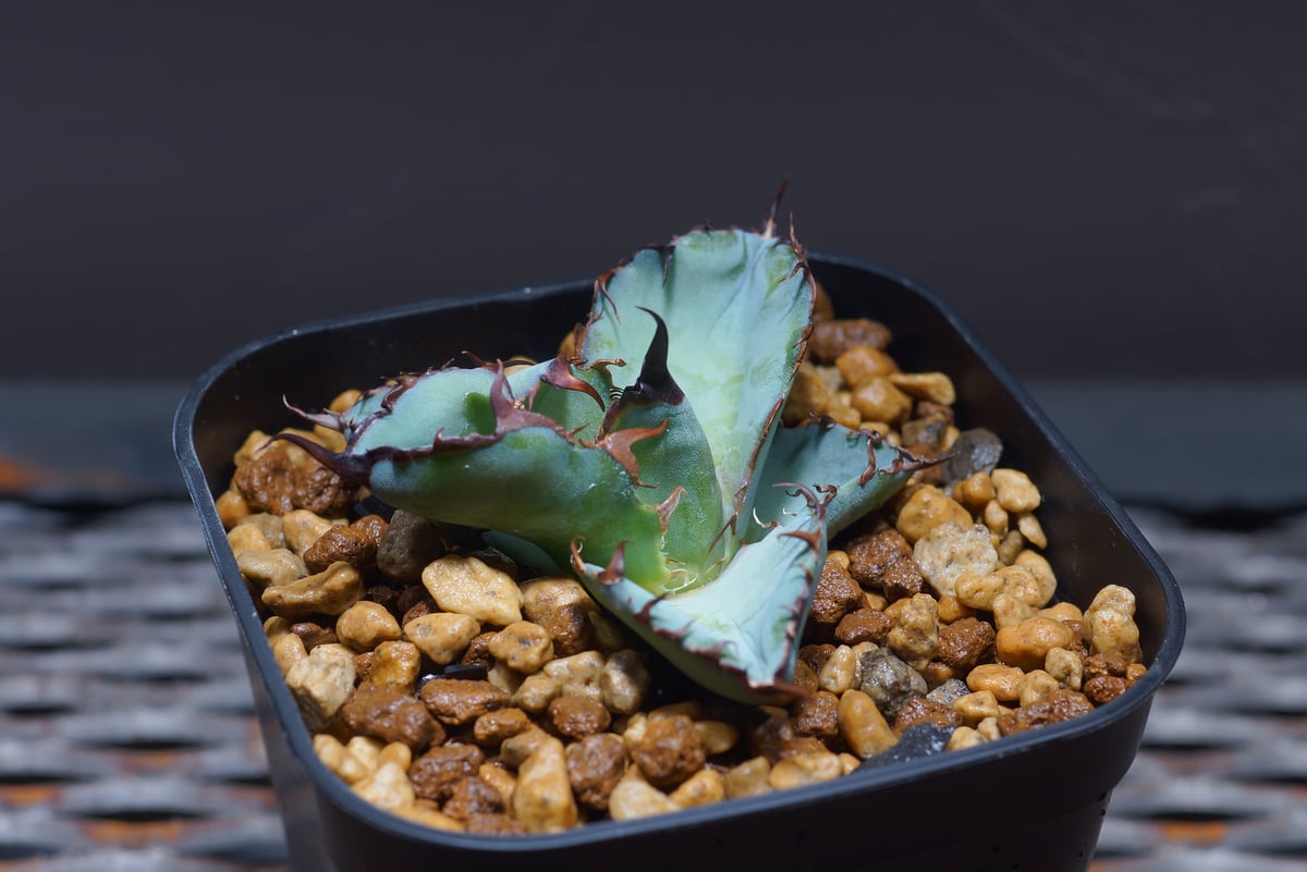 ブラック&ブルー　BB　親株 ブラック&ブルー BB 親株