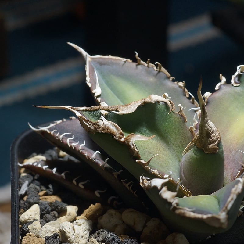 アガベ チタノタ 緑幽霊 / GG-06 | アガベ専門店 モンスターハウス