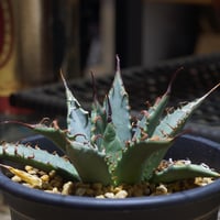 アガベ チタノタ シーザー 凱撒/ Berlin産 cae-16 | アガベ専門店