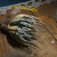アガベ チタノタ 白犀牛/ 毒刺産 wr-05 | アガベ専門店 モンスターハウス