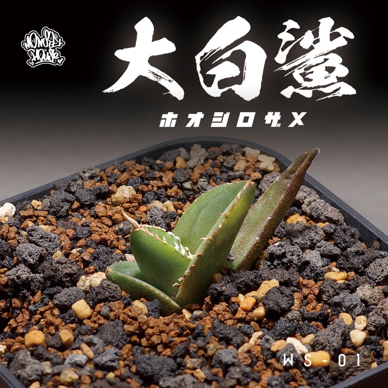 アガベ チタノタ 大白鯊 / WS-01 | アガベ専門店 モンスターハウス