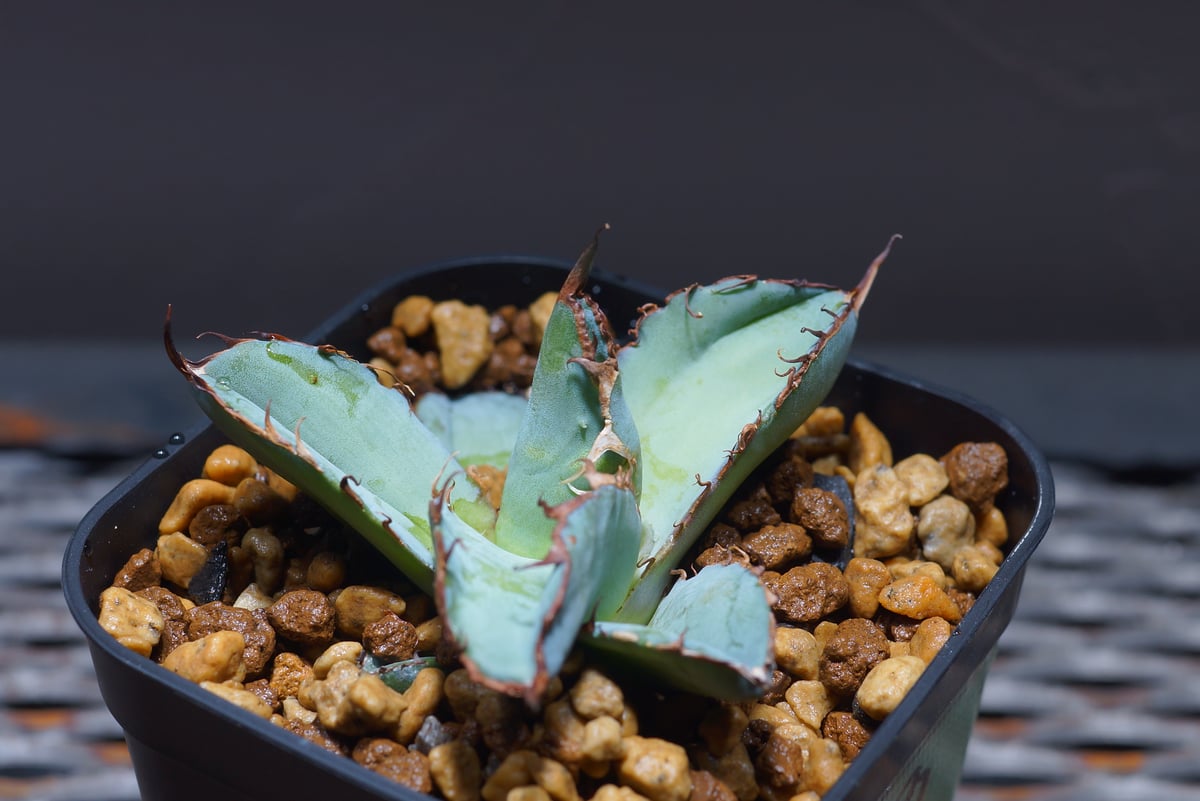 ブラック&ブルー ボール型親株 ブラック&ブルー ボール型親株 ブラック&ブルー ボール型親株 ブラック