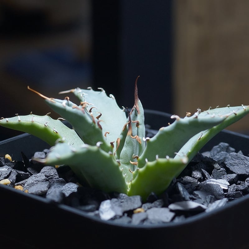 グ*ー様 アガベ チタノタ ハイブリッド エボリスピナ×姫巌竜　子株 グ*ー様 アガベ チタノタ ハイブリッド エボリスピナ×姫巌竜 子株