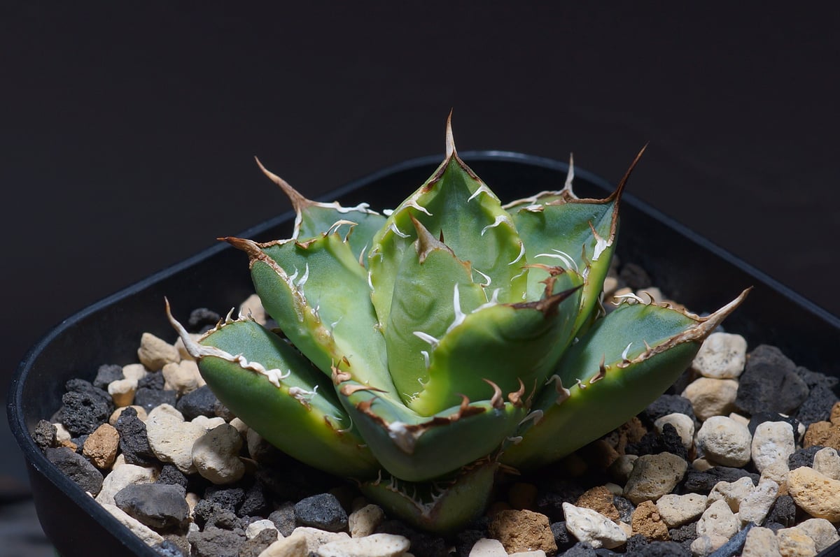 アガベ チタノタ ナンバーワン錦/子株 N1-04 | アガベ専門店