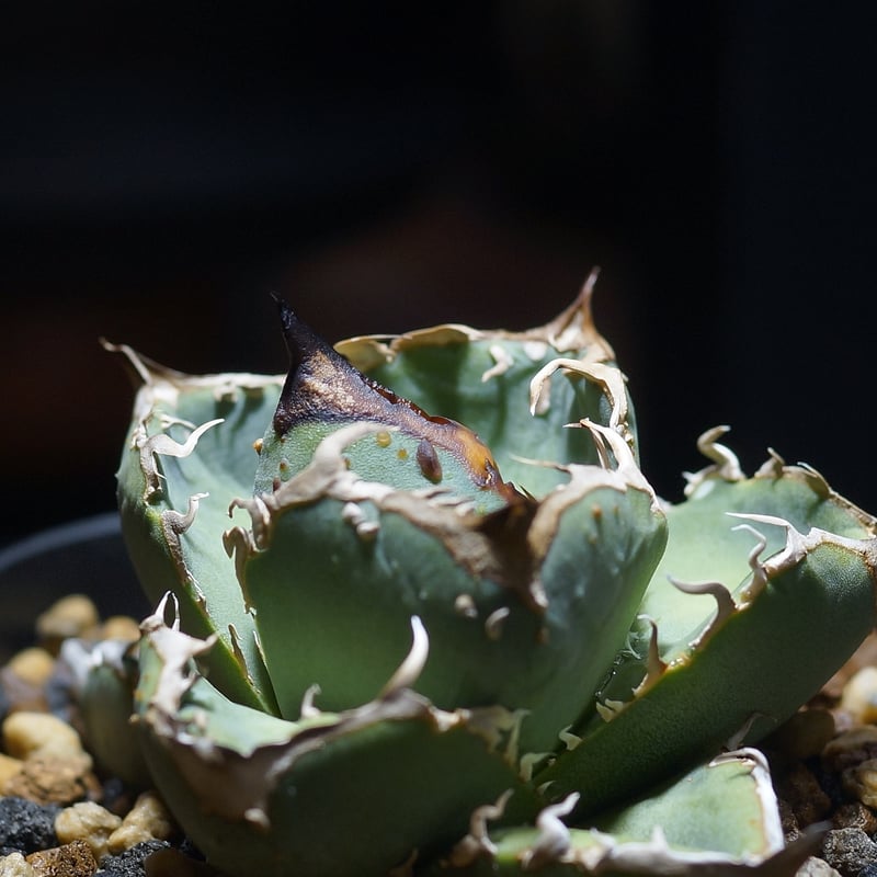 アガベ チタノタ 疣猪 / イボイノシシ WT-02 | アガベ専門店